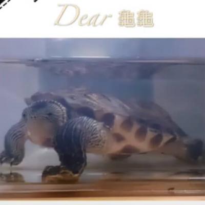 Dear 龜龜